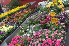 Festa dei Fiori 2014